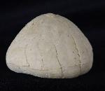 Echinocorys sulcata (GOLDFUSS 1826) - Bild &copy; FossNet FossilienStore